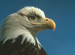 What is the food chain of a bald eagle?